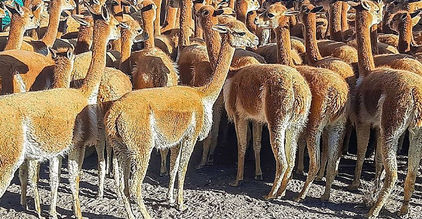 Asociación de mujeres de Yanque realizó con éxito el chaccu de vicuñas esquila y fibra de vicuña Arequipa Perú