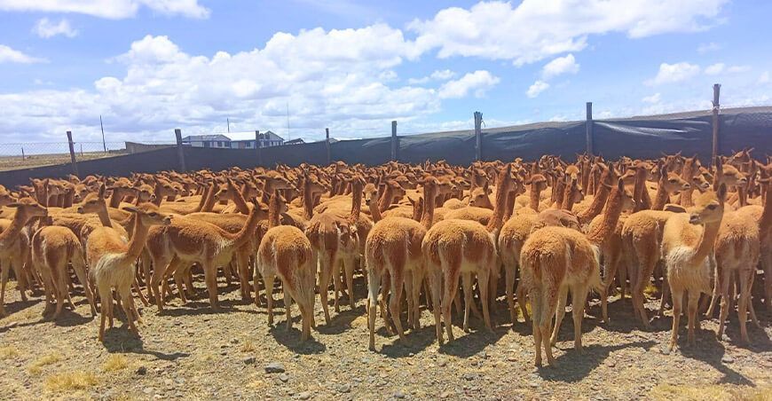 Comunidad Capilla Pampa realizó con éxito el chaccu de vicuñas Puno Perú