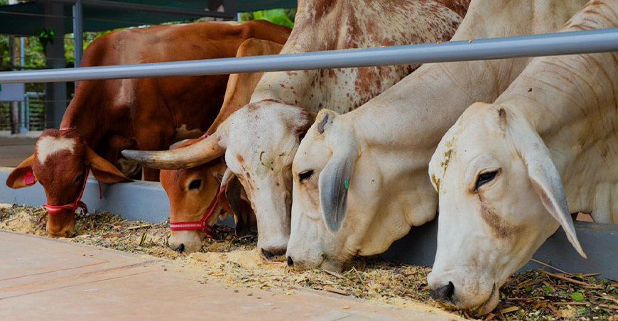China reconoce a Perú como país libre de Fiebre Aftosa