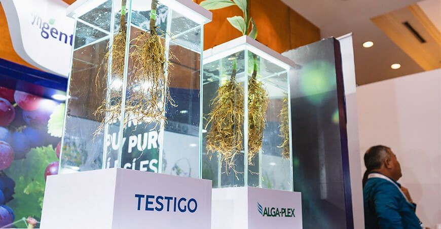 Compuestos bioactivos derivados de algas impulsan la sostenibilidad y el rendimiento agrícola Ascophyllum nodosum, un alga originaria de las aguas frías