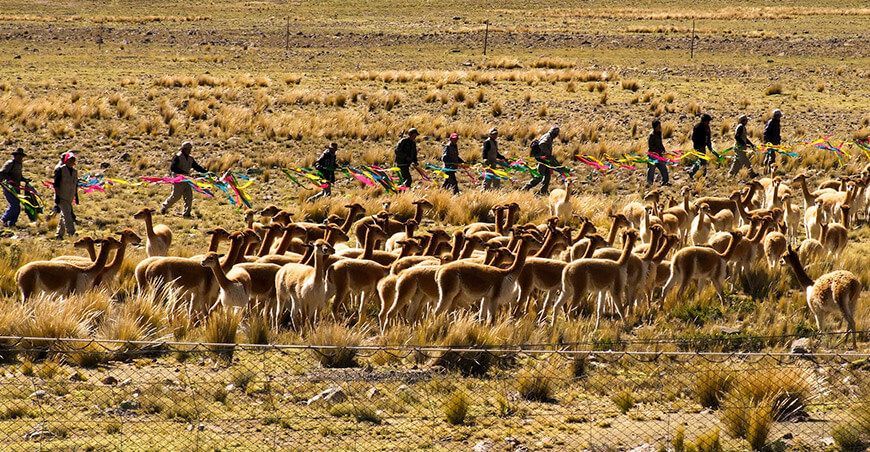 chaccu de vicuñas Perú captura y esquila fibra más fina del mundo