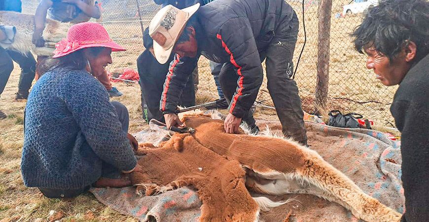 chaccu de vicuñas Perú captura y esquila fibra más fina del mundo