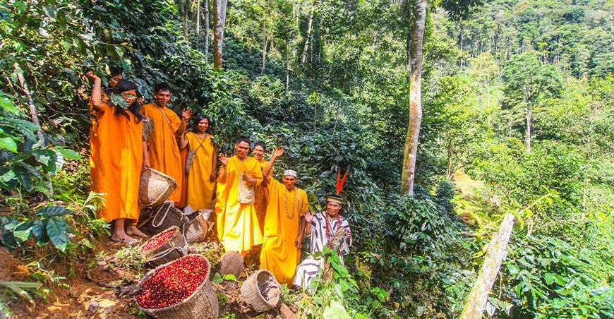 comunidades amazónicas productoras de café sistemas agroforestales conservación bosques Perú
