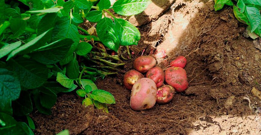 producción de cultivo de papas nativas