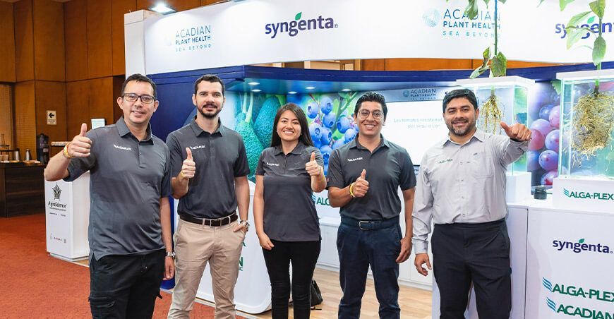 Compuestos bioactivos derivados de algas impulsan la sostenibilidad y el rendimiento agrícola Ascophyllum nodosum, un alga originaria de las aguas frías
