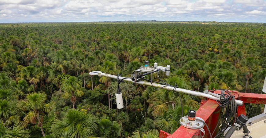 IIAP monitorea el flujo de gases de efecto invernadero en ecosistemas amazónicos cultivo de aguaje Loreto Perú