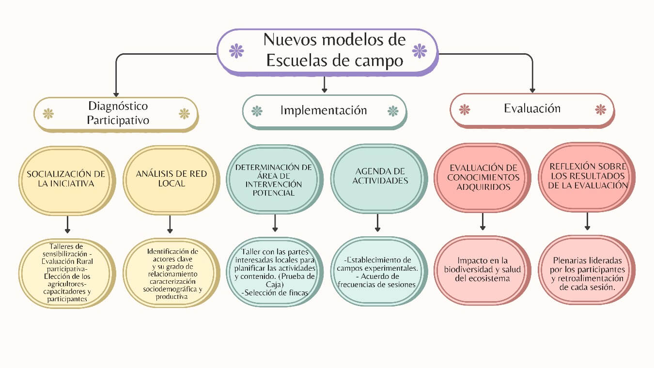 cultivo de arracacha