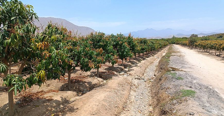 Cultivos de palto y mango en riesgo por escasez de agua en Moro y el valle de Nepeña Áncash Perú
