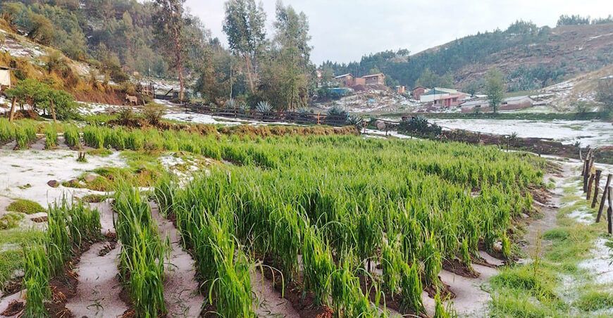 na reciente caída de granizo en las provincias cusqueñas de Anta y Quispicanchi afectó más de 290 hectáreas agrícolas