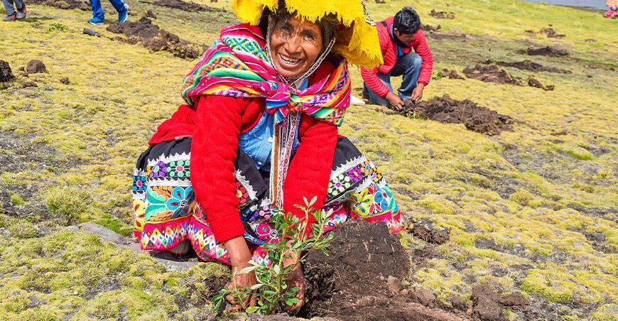 instalación de plantones forestales Q’olle, Q’euña y Chachacomo Cusco Perú