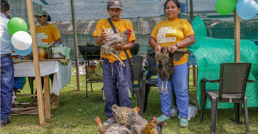 Devida impulsa la avicultura crianza de gallinas en comunidades nativas del Putumayo Loreto Perú