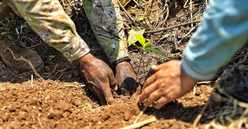 Sembraron 1000 plantones de especies maderables en Junín Devida Perú