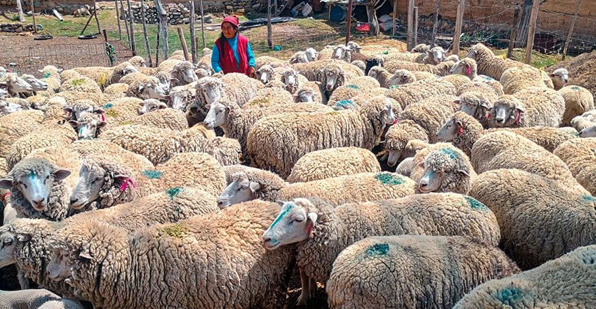 Dosificaron 2200 ovinos en los distritos de La Oroya y Chacapalpa Junín Perú