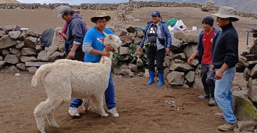 Previenen fasciolasis en alpacas con dosificación en la comunidad de Antay Lima Perú 