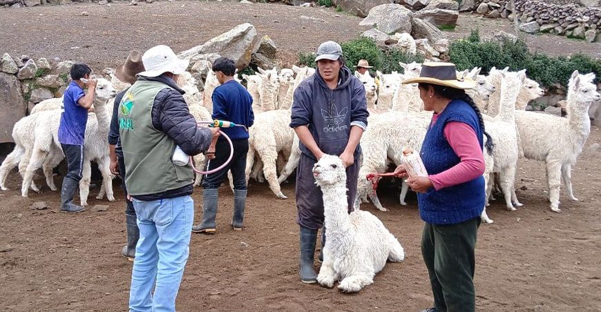Previenen fasciolasis en alpacas con dosificación en la comunidad de Antay Lima Perú