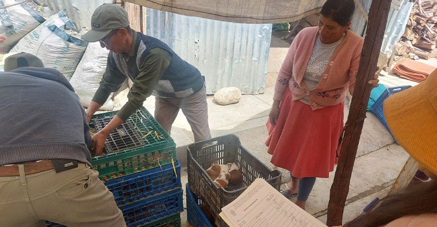 Productoras de Amashca recibieron cuyes mejorados para fortalecer su producción Ancash Perú