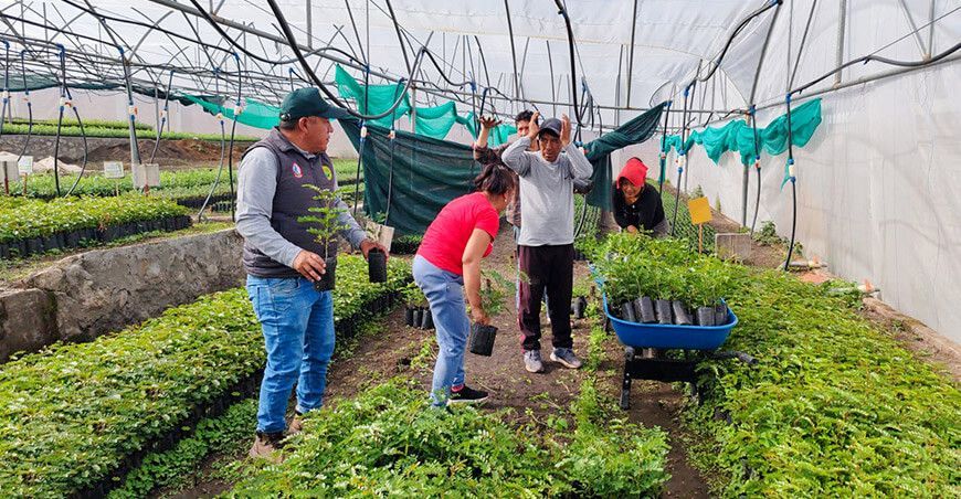 Forestarán 12.5 hectáreas con especies nativas y exóticas en Fajardo Ayacucho