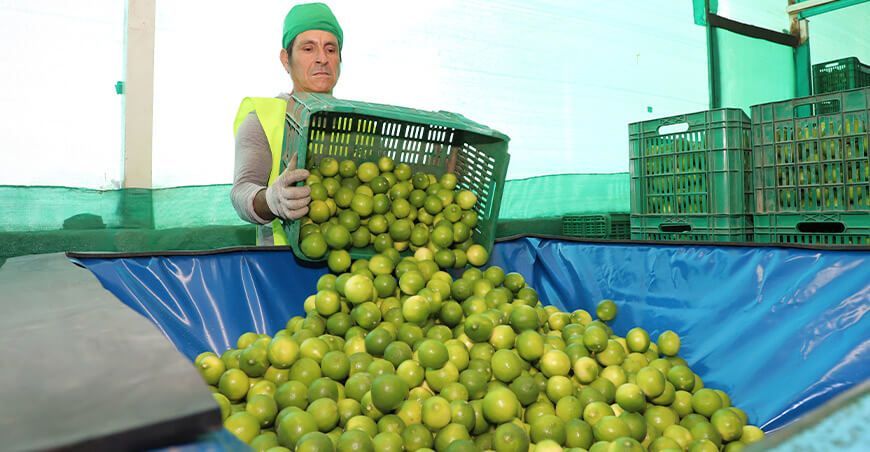 Perú exportará limón Tahití a Brasil