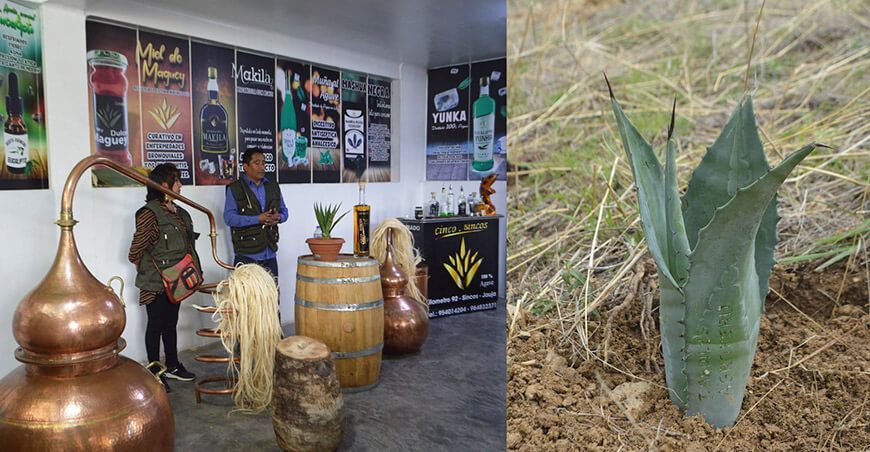 Five Agave Group festival del agave de altura Junín Perú