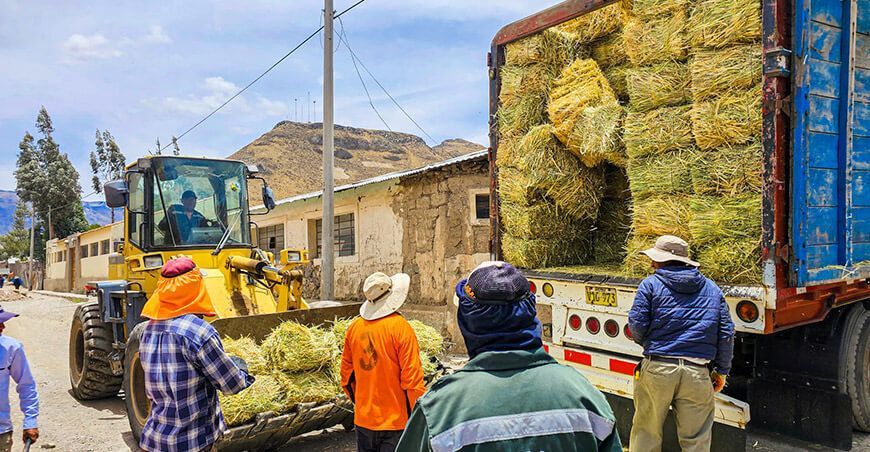 Culminó la entrega de pacas de heno a ganaderos de Caylloma y La Unión Arequipa Perú