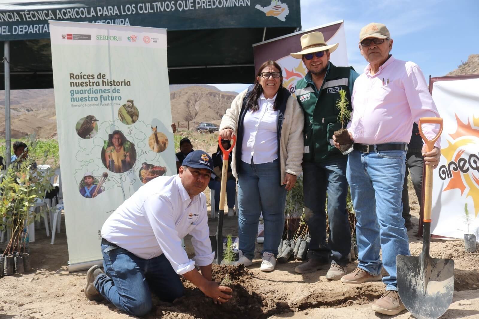 Serfor y el gobierno regional instalaron 1500 plantones de pino y eucalipto en Yura Viejo Arequipa Perú 
