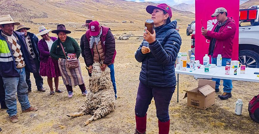 Productores de Checacupe fortalecieron sus capacidades en sanidad animal Cusco Perú