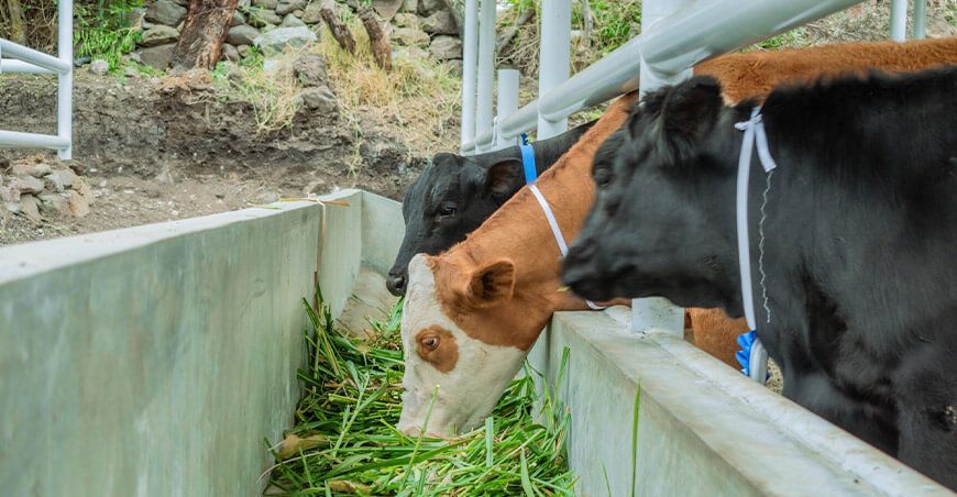Fortalecen la producción lechera en Huancabamba con bovinos de alta genética Piura Perú