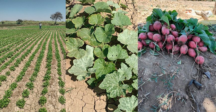 Piura fortalece la producción sostenible de hortalizas con molinos de viento