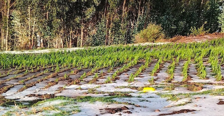 na reciente caída de granizo en las provincias cusqueñas de Anta y Quispicanchi afectó más de 290 hectáreas agrícolas