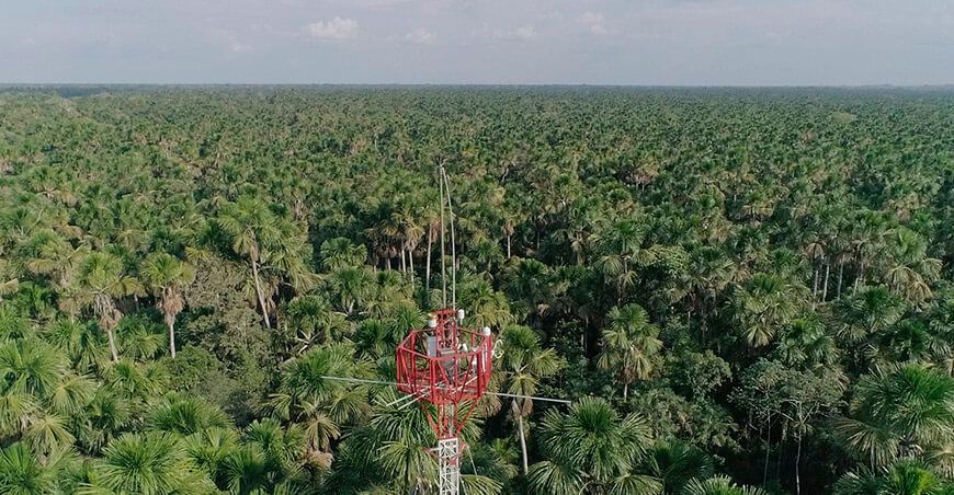 IIAP monitorea el flujo de gases de efecto invernadero en ecosistemas amazónicos cultivo de aguaje Loreto Perú
