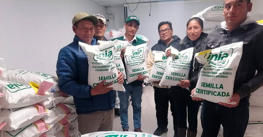INIA dispone más de 6 TM de semillas de quinua y maíz amiláceo para productores de Apurímac