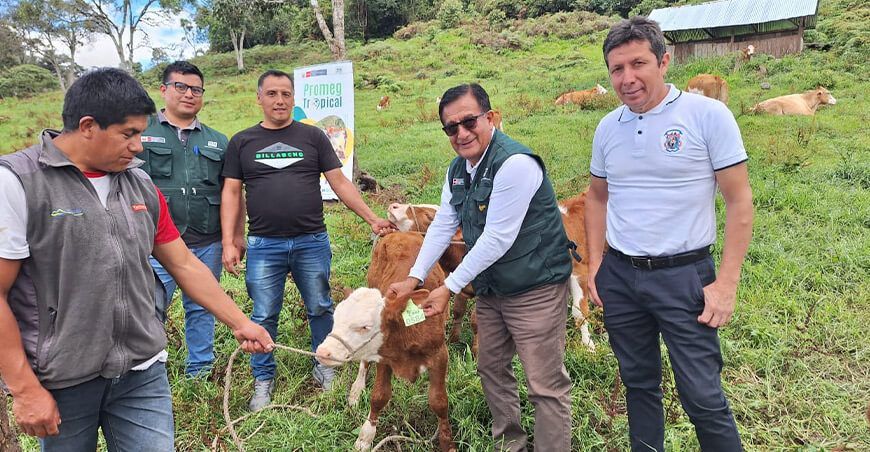 INIA transfirió pajillas de semen de vacuno a ganaderos de Omia inseminación artificial nacimiento becerros Simmental 