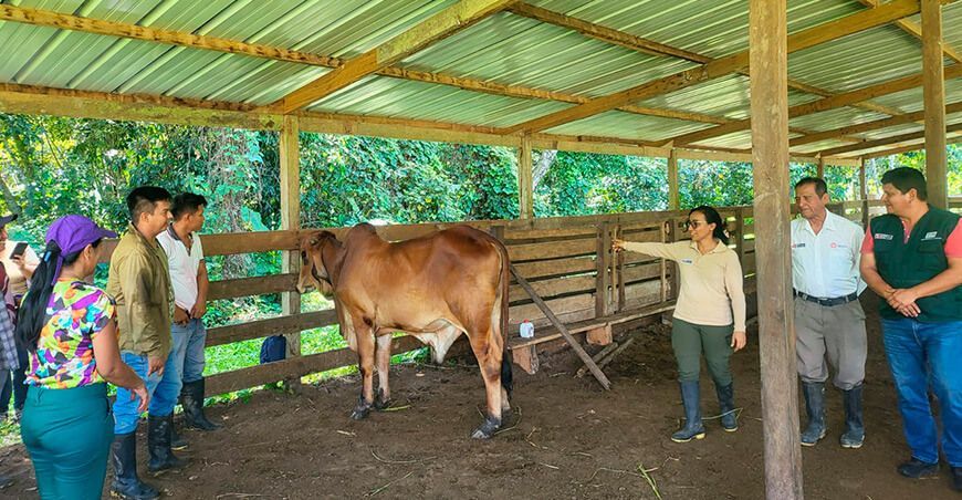 ganadería bovina INIA Perú 