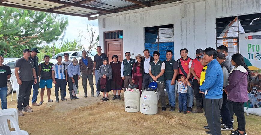 INIA transfirió pajillas de semen de vacuno a ganaderos de Omia Amazonas Perú
