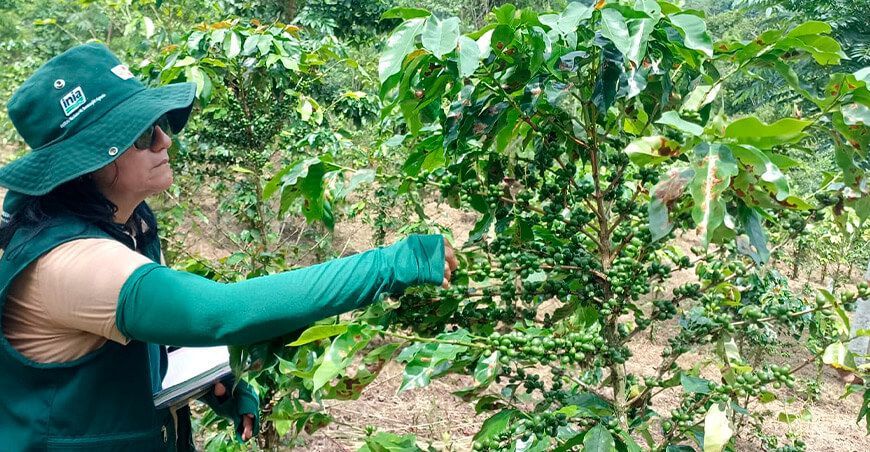 INIA uso tecnología nuclear aplicada al mejoramiento genético cultivo café