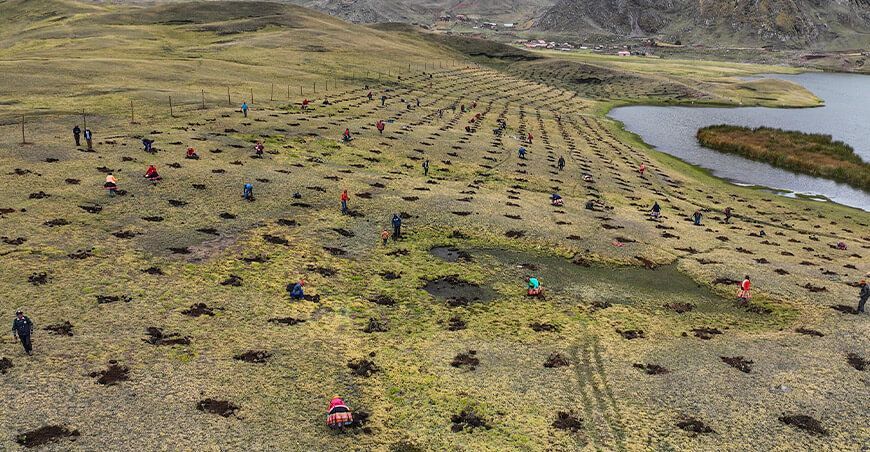 instalación de plantones forestales Q’olle, Q’euña y Chachacomo Cusco Perú