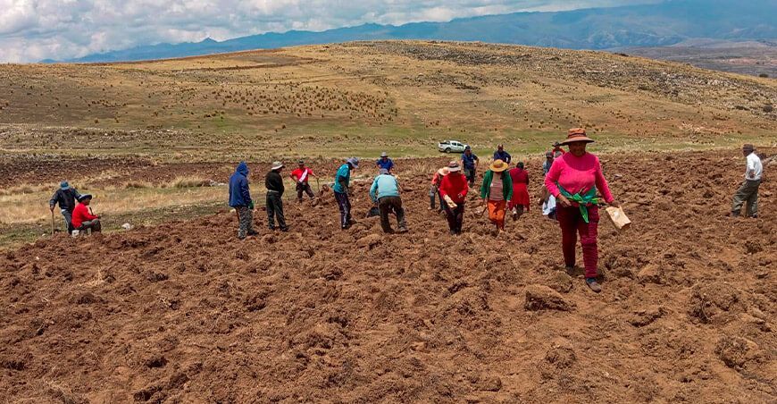 Instalan parcela demostrativa con 105 variedades de papas nativas en Jisse en Janjayllo Junín Perú