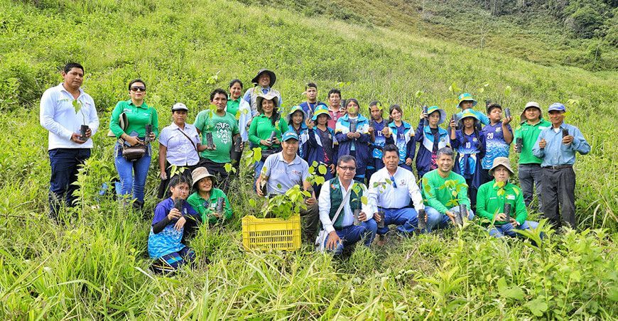 Sembraron 1000 plantones de especies maderables en Junín Devida Perú 