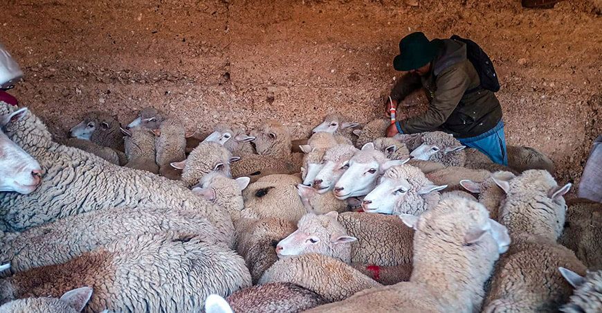 Dosificaron 2200 ovinos en los distritos de La Oroya y Chacapalpa