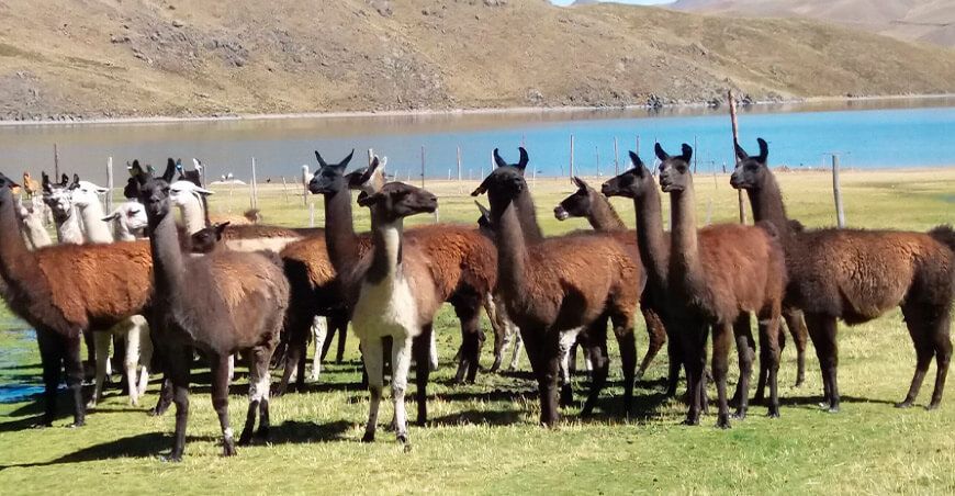 Llamas camélidos sudamericanos Perú