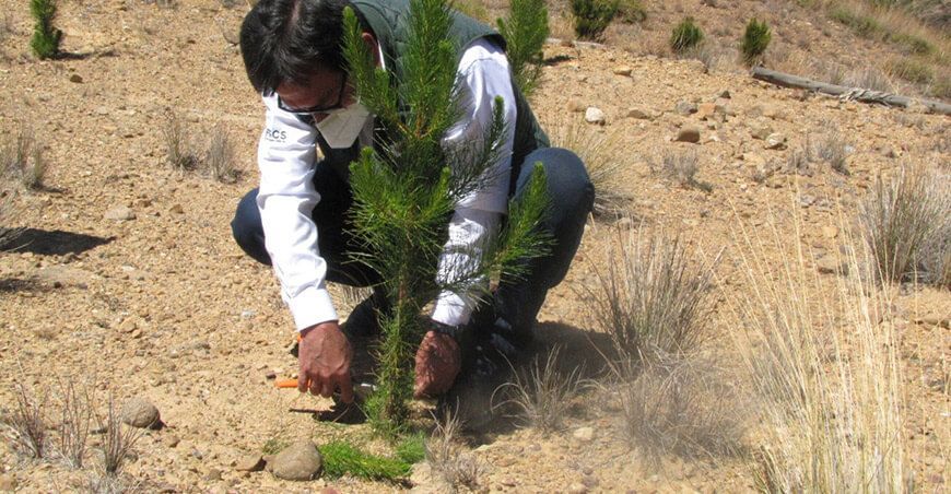 cofinanciar planes de negocio forestales Serfor Midagri Perú instalación de plantones de pino