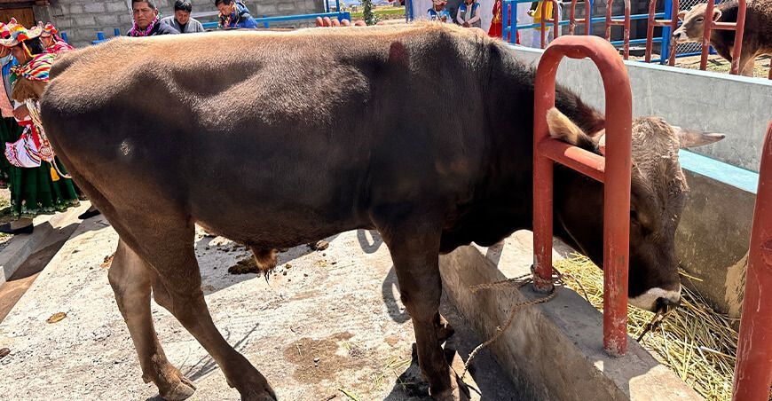 Entregaron módulos demostrativos de engorde a ganaderos de Coata Puno Perú