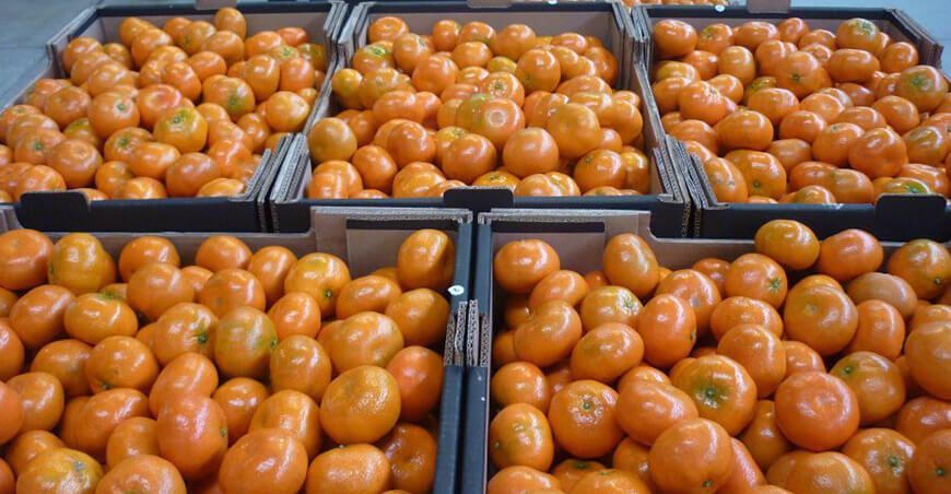 Perú exportación de mandarina Peruana a Vietnam