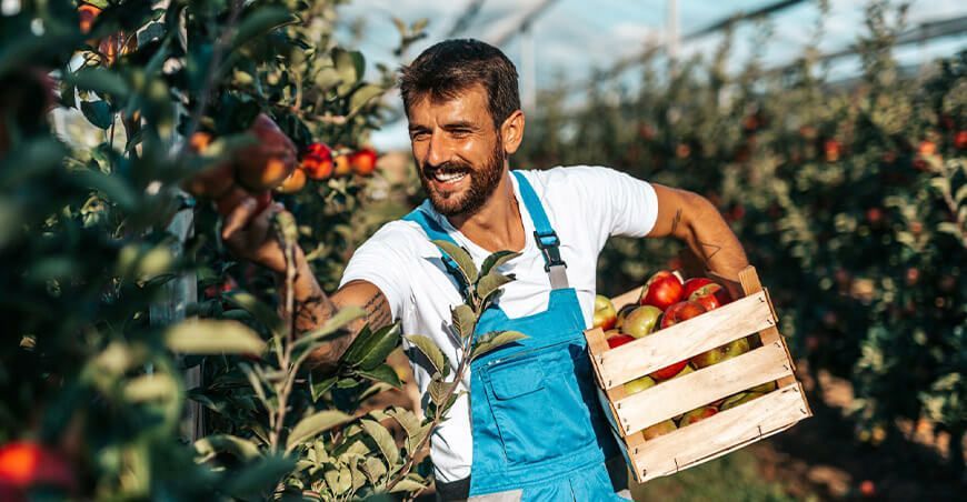Plantaciones de manzanas y olivos aumentan densidad con riego tecnificado por goteo