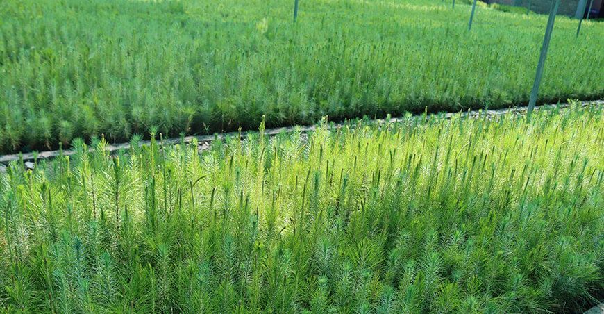 Cajamarca inicia campaña de reforestación en el caserío Sexemayo Cajamarca Perú