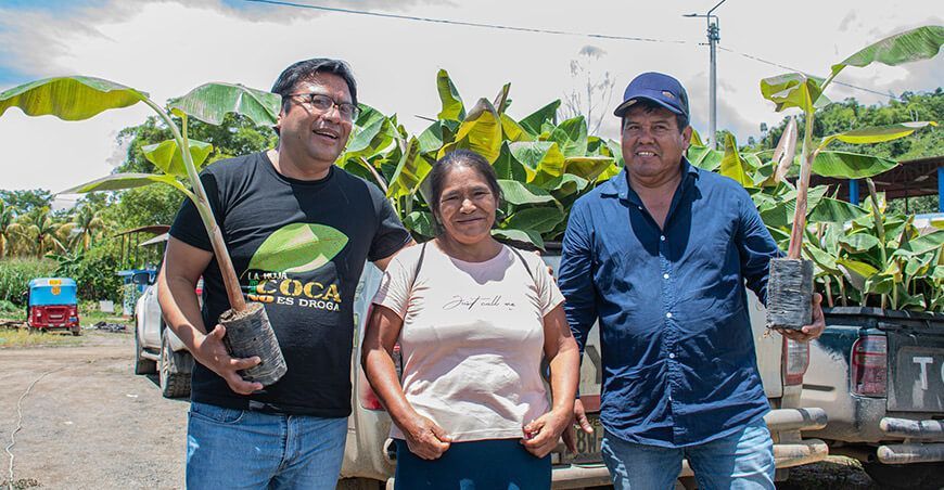Entregaron 40 000 plantones de plátanos a productores de Pichari de Cusco Perú