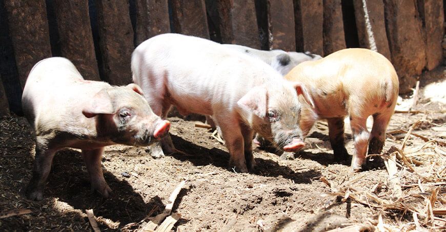 Productores recibieron 33 toneladas de alimentos para cerdos Arequipa Perú