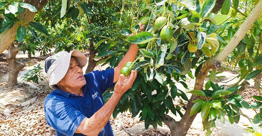Cultivos de palto y mango en riesgo por escasez de agua en Moro y el valle de Nepeña Áncash Perú