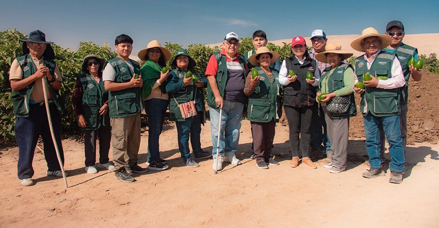 asociaciones ganadoras de Procompite productores de palta Tacna Perú