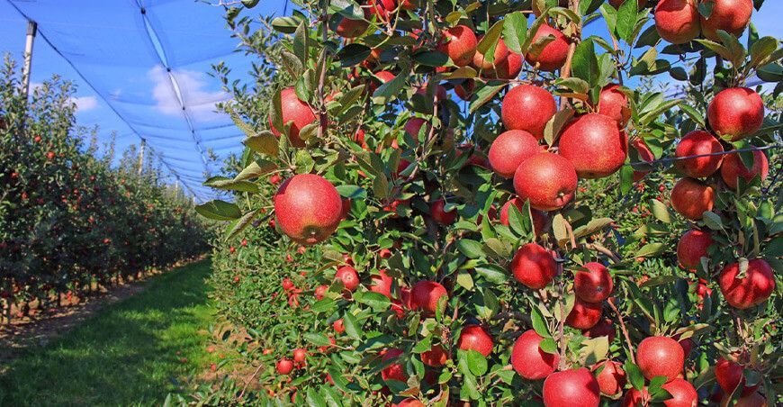 Plantaciones de manzanas y olivos aumentan densidad con riego tecnificado por goteo